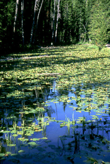 Lilly Pads on pond in Yellowstone NP