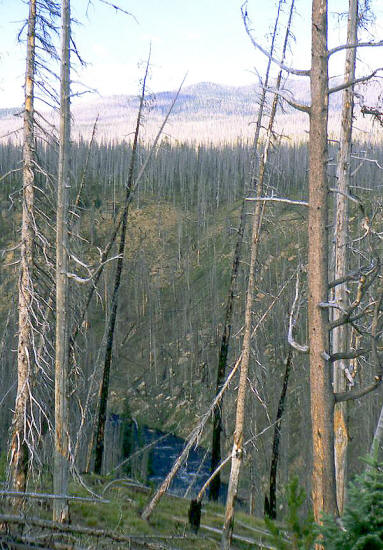 Burned trees from the 1988 Yellowstone NP fire