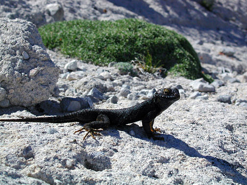 Black lizard at Crystal Peak