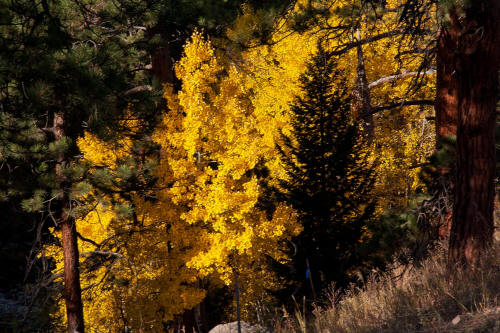 Fall Color along Bear Lake Road