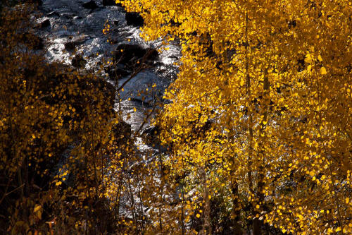 Fall Color along Bear Lake Road