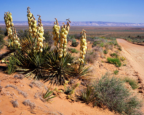 Yucca in The San Rafael Desert