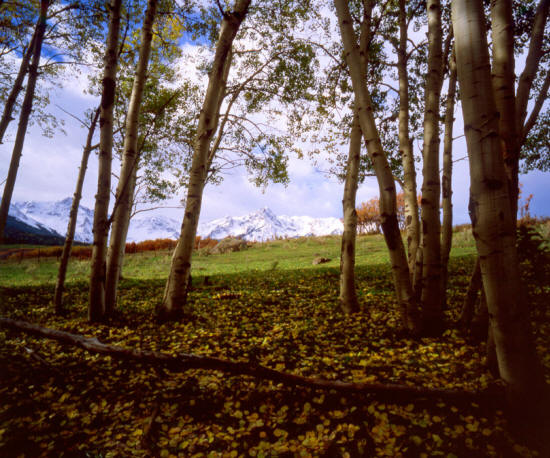 Mt. Hayden through aspen in fall.