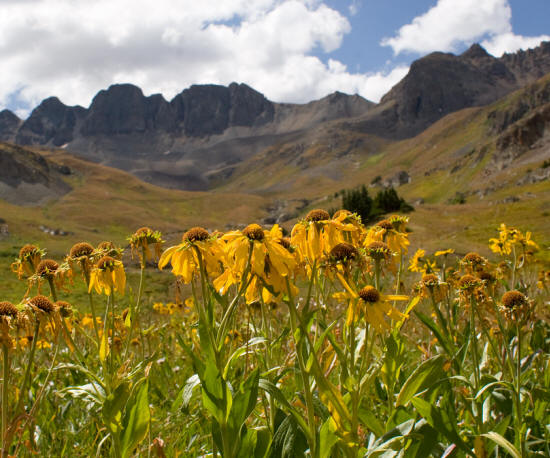Wildflowers in American Basin