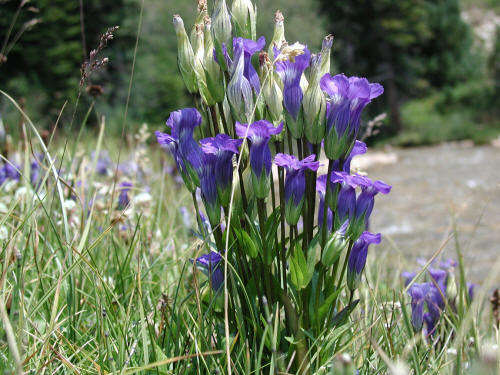 West Capitol Creek Trail Wildflowers