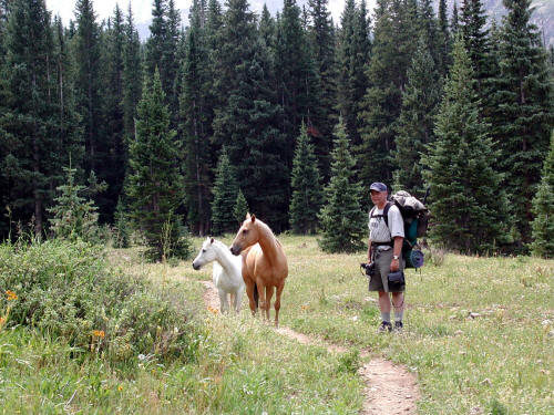 Capitol Creek Trail and Horses