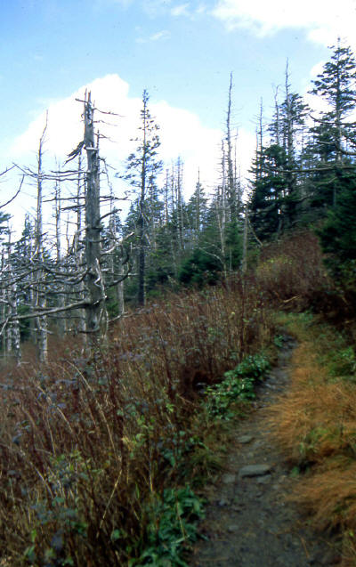 Appalachain Trail and dead conifers