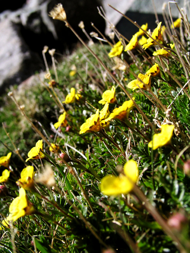 Wildflowers on Humbolt Peak Saddle