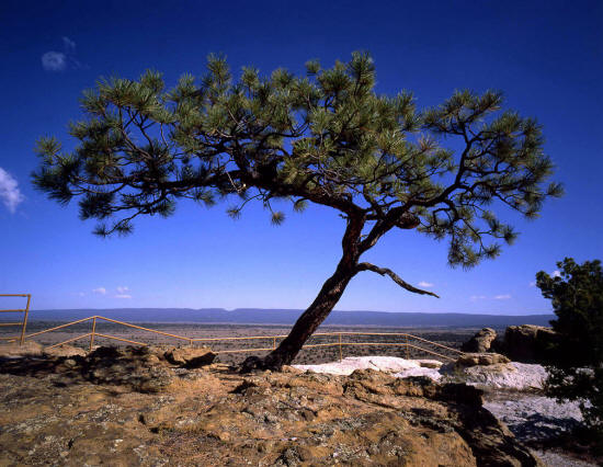Tree on top of El Morro Rock