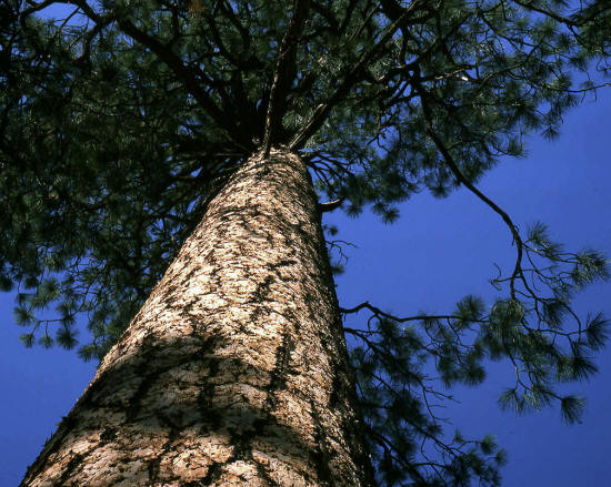 Ponderosa Pine Tree Bandelier National Monument
