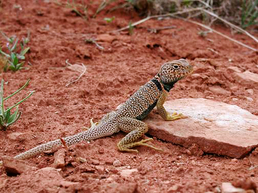 Lizard at Hurrah Pass