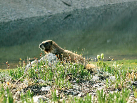 Marmot in Yankee Boy Basin