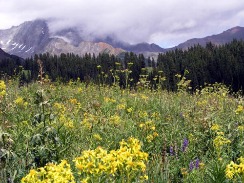 Wildflowers in Lead King Basin