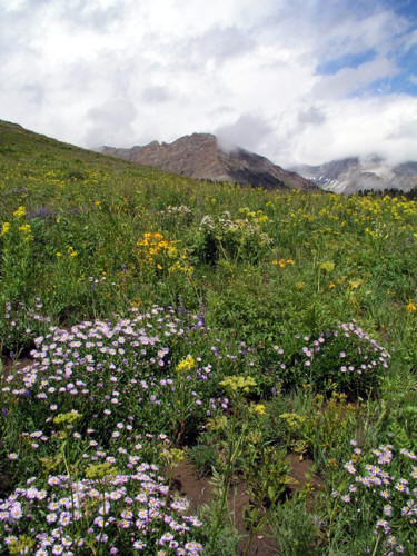 Wildflowers in Lead King Basin