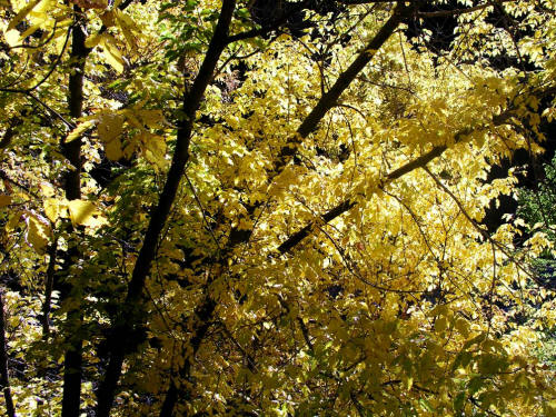Grizzly Creek Rest Area Fall Color