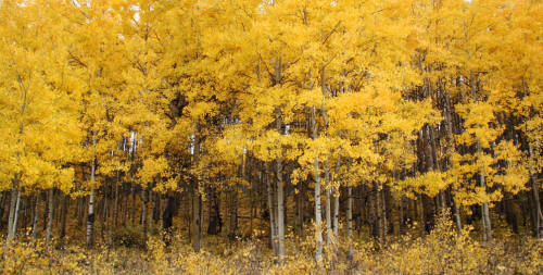 Kebler Pass Fall Color