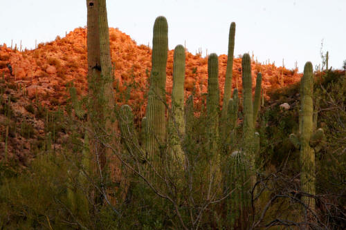 Saguaro Cactus in Saguaro National Park
