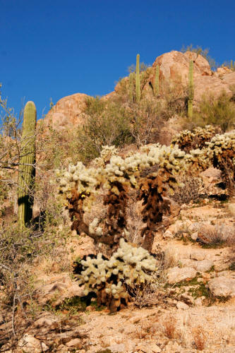 Saguaro Cactus in Saguaro National Park