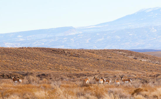 Utah Antelope